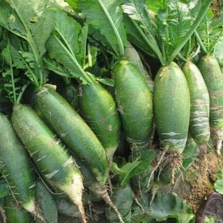2gr Hạt giống củ cải xanh hàn quốc