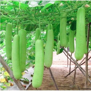 Hạt giống Bầu SAO Lai (5 hạt) hạt chất lượng