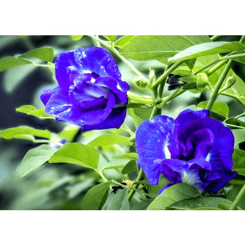 HẠT HOA ĐẬU BIẾC BUTTERFLY PEA CÁNH KÉP 20 HẠT