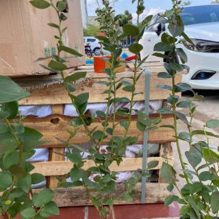 Cây việt quất tứ đang trái