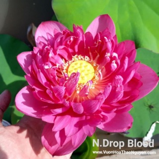 Trồng sen Thái đỏ bằng ngó sen, củ sen