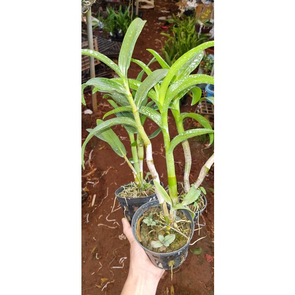 Denro nắng pensoda xưa hoa thơm hàng cây lớn