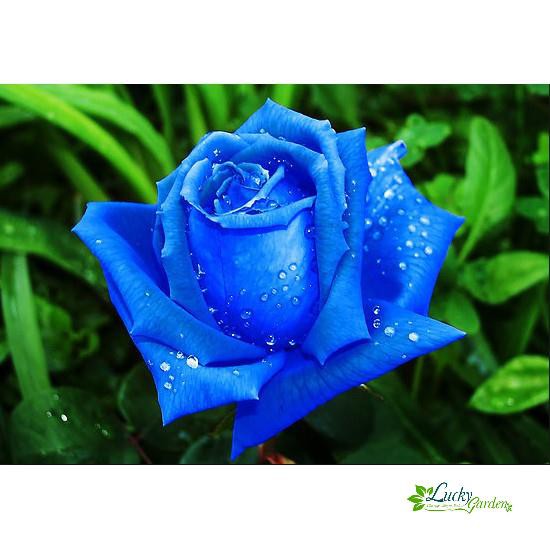 10 Hạt giống Hoa hồng xanh (tặng gói Kích nẩy mầm và Hướng dẫn) XTRA