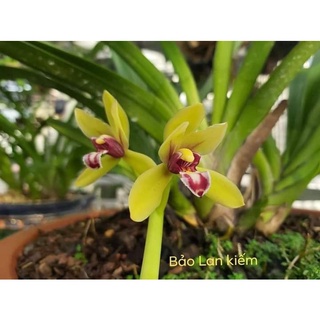 Lan kiếm BẢO LAN a hàng cây giống thuần tại vườn cây 7 tháng tuổi áddf