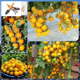 🍀HẠT GIỐNG CÀ CHUA BI VÀNG CHUỖI NGỌC F1🍀 DỄ TRỒNG SIÊU NĂNG XUẤT TRỒNG HOA TẾT