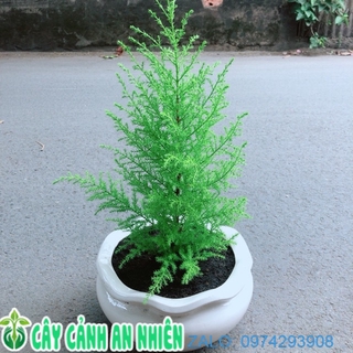 Chậu Cây Tùng Thơm