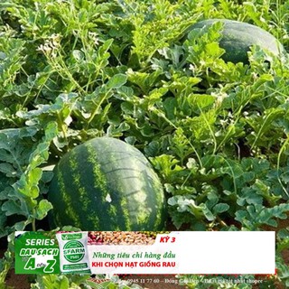 GÓI 10 HẠT GIỐNG DƯA HẤU SỌC THÀNH LONG