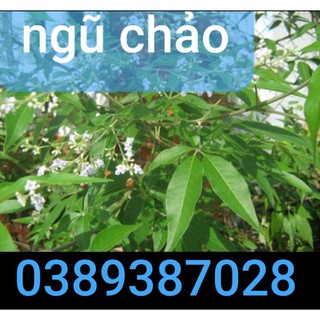 Cây ngủ trảo phơi khô, 1kg