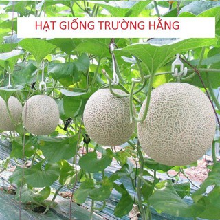 Hạt giống Dưa Lưới Tròn 10 Hạt