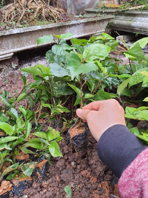 Cây giống dâm bụt thái lùn