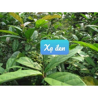 Trà cây xạ đen sấy khô (500gr)