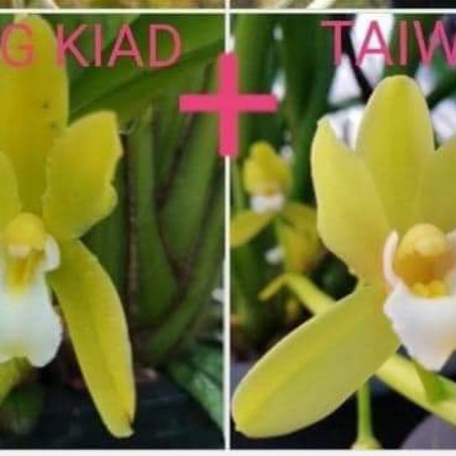 Kiếm Thái cây trưởng thành