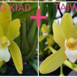 Kiếm Thái cây trưởng thành