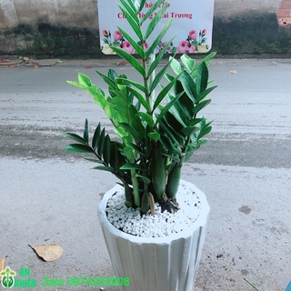 Chậu cây kim phát tài