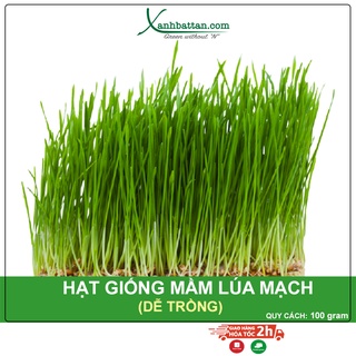 Hạt giống mầm lúa mạch phú nông gói 100 gram