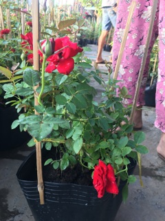 Hồng tezza đỏ
