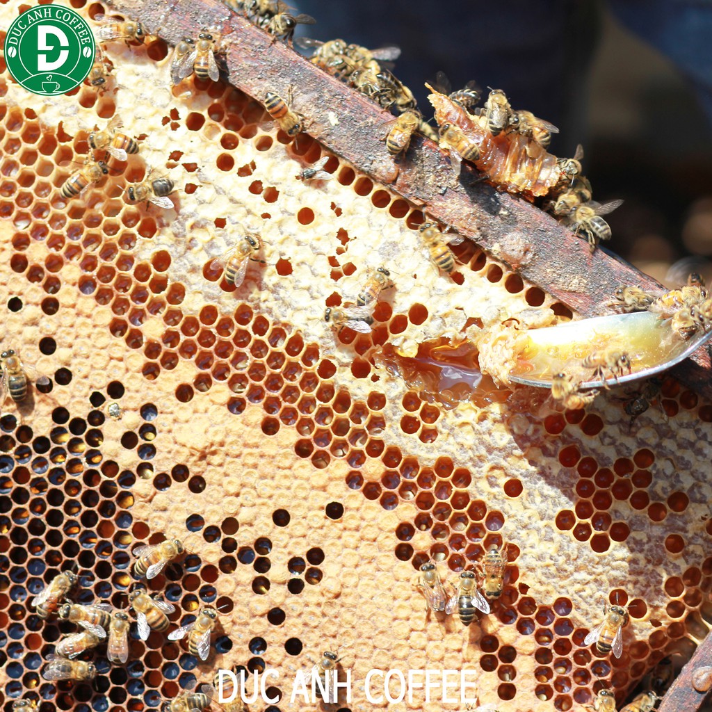 [trợ giá] Mật ong hoa cà phê nguyên chất 100g, hũ thủy tinh mật ông rừng tây nguyên công ty cà phê Đức Anh