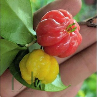 [FREESHIP - Xả Khô Máu] cây surinam chery...,,,, 8 tháng cây cho trái