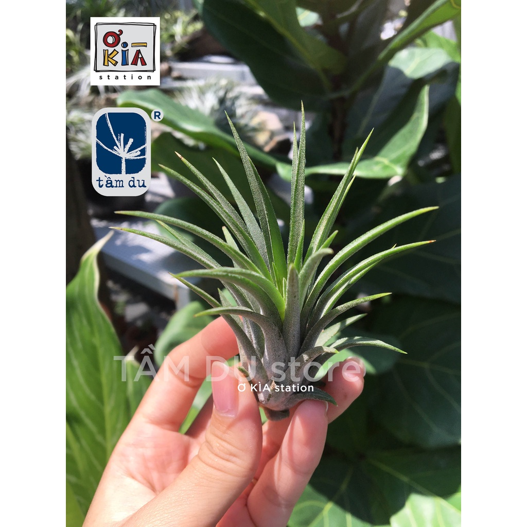 Cây không khí Ionantha giá rẻ