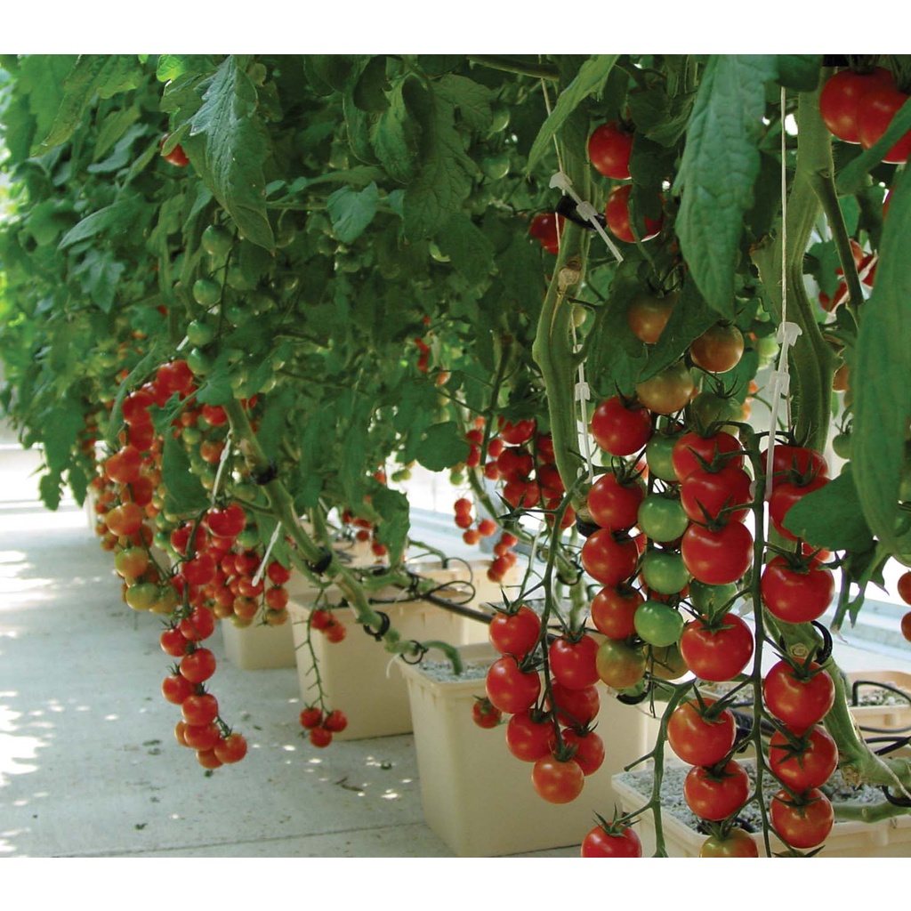 Hạt giống cà chua chuỗi ngọc cherry đỏ - rau củ quả trồng chậu, sân vườn chịu nhiệt 4 mùa tỉ lệ nảy mầm cao 0,1g RADO640