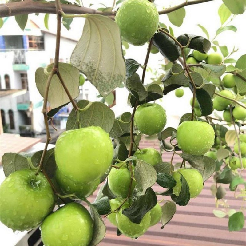Cây giống Táo Thái Xanh chùm🍃♥️siêu trái🍃♥️Trồng sân thượng ban công🍃♥️Cây ghép chui cành