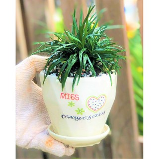 Chậu sứ cỏ Indo trang trí bàn làm việc