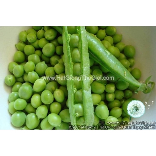 1KG Hạt Giống Đậu Hà Lan Xanh THU HẠT (| Y1*W53)