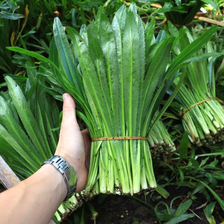 2000 Hạt giống ngò gai Thái Lan (Mùi tàu)