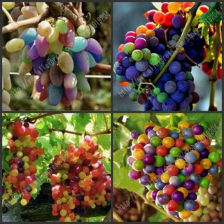 Hạt giống nho cầu vồng