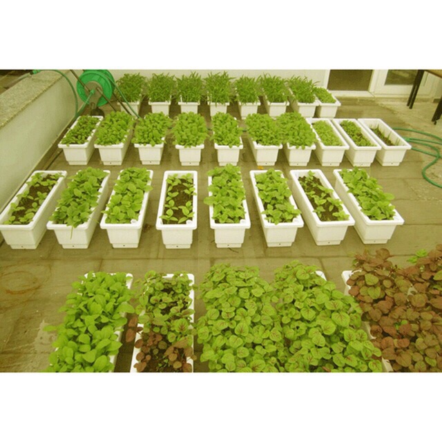 Combo 5 khay thông minh trồng rau trồng hoa dài 63cm- ship grap