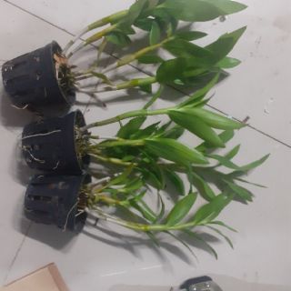 Denro nắng alba