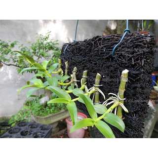 Bộ dao cắt ươm ki hoa lan phi điệp (1 cán dao và 50 lưỡi)