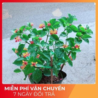 Hoa Ngũ Sắc (có sẵn hoa)