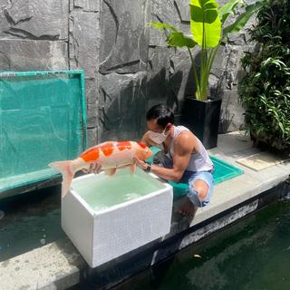 Kỹ Thuật Cá Koi - Chuyên Koi