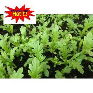 Hạt giống Cải Cúc 2500hạt ~20gram HOA RAU TRỒNG KỊP TẾT