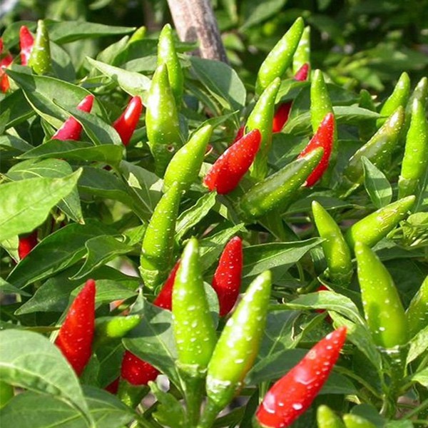 Tương Ơt Cay Lào Cai: Sản Phẩm An Toàn Không Chất Bảo Quản, Giúp Mọi Món Ăn Ngon Hơn Thơm Hơn Hấp Dẫn Hơn | BigBuy360 - bigbuy360.vn