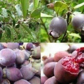 Cây sim nhỡ cao 60cm đang nụ hoa