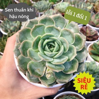 Sen đá Ngọc Bích size trung 10-12cm siêu rẻ đẹp