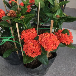 Mẫu đơn đỏ lá trung bông to siêu hoa