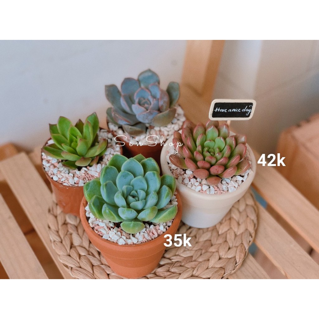 Chậu sen mix tiểu cảnh 26k-99k .