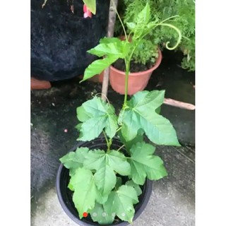 Cây  Lạc Tiên , cây nhãn lồng làm giống