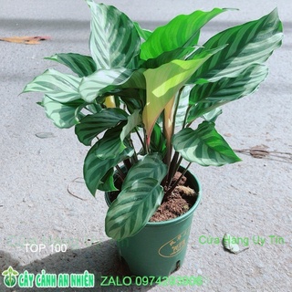 Đuôi công xanh lá