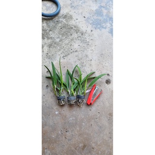 HOA LAN BRASS NGÔI SAO NHỎ cây giống
