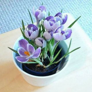 Củ hoa nghệ tây màu tím