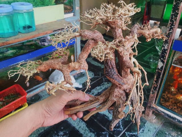 CÂY BONSAI CÓ TÁN TRANG TRÍ HỒ CÁ THỦY SINH NON BỘ 30x13x20cm