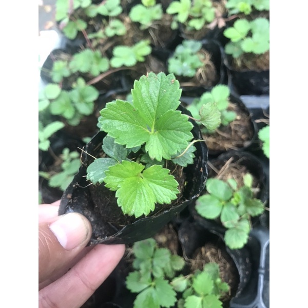 Combo 5 cây dâu tây chịu nhiệt