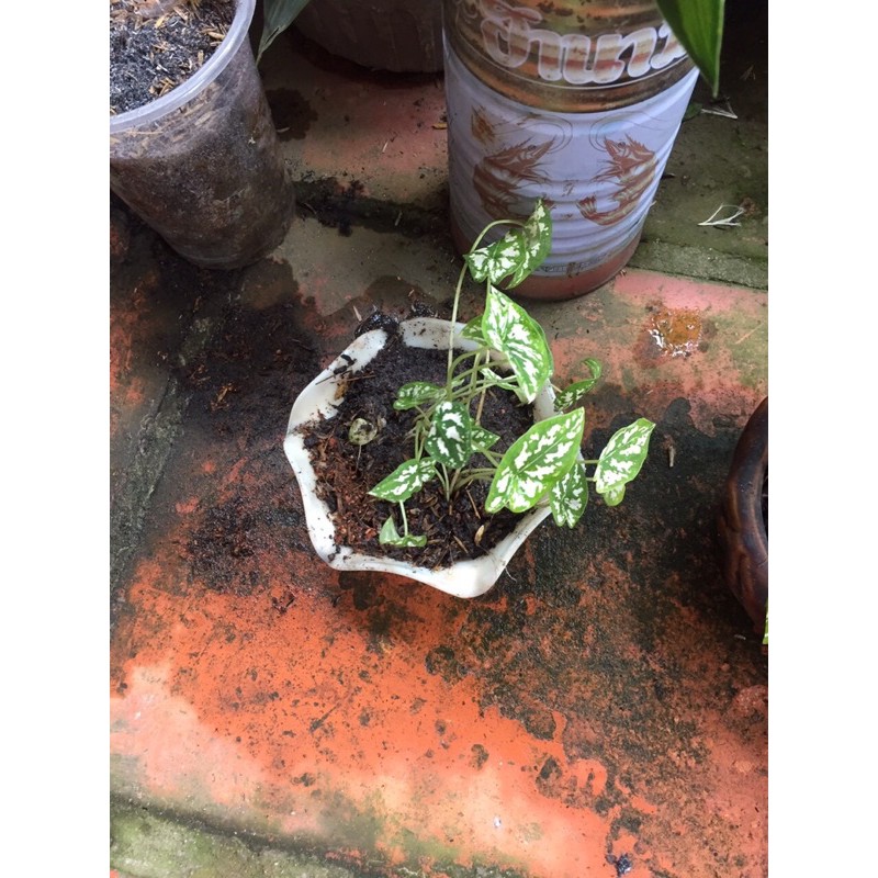 Cây môn đốm trắng bầu đất không chậu