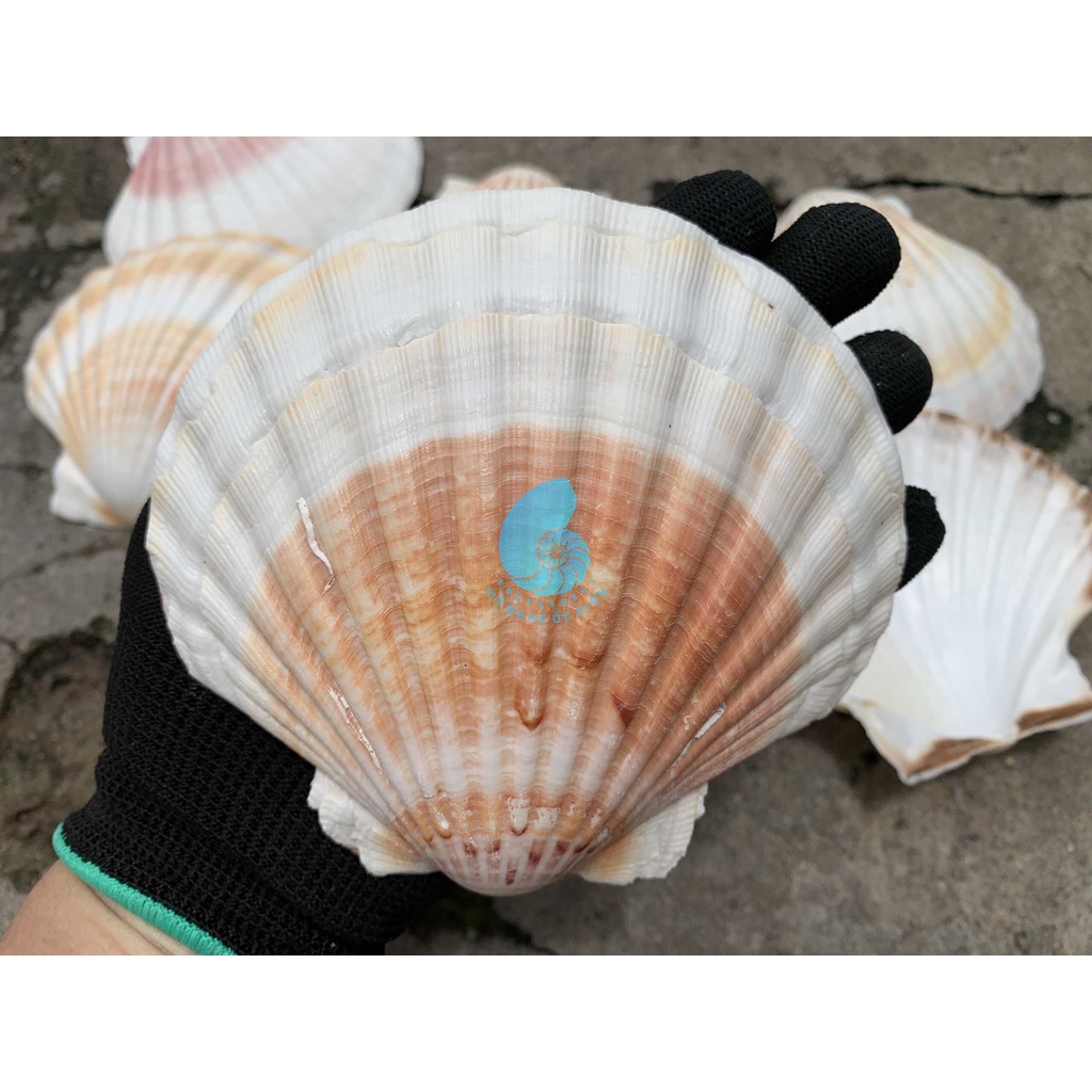 Vỏ Sò Điệp đẹp trang trí bể cá, bàn làm việc, phòng khách, chụp hình, Đế đốt hương trầm..