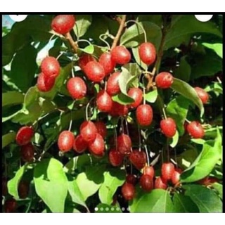 Cây giống nhót ngọt mỹ
