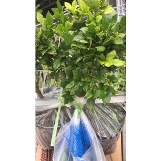 Cây nguyệt quế nhỏ trồng chậu sứ sz 20